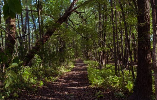 narrow road between green trees